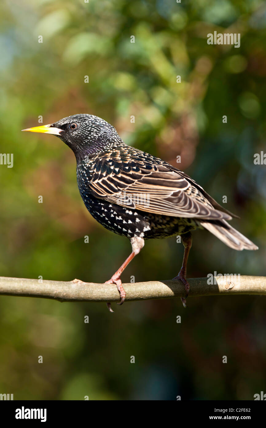 Starling, Sturnis vulgaris Banque D'Images