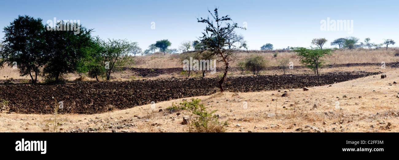 Un champ cultivé au milieu d'un paysage désertique. Valsang Maharashtra Inde Banque D'Images