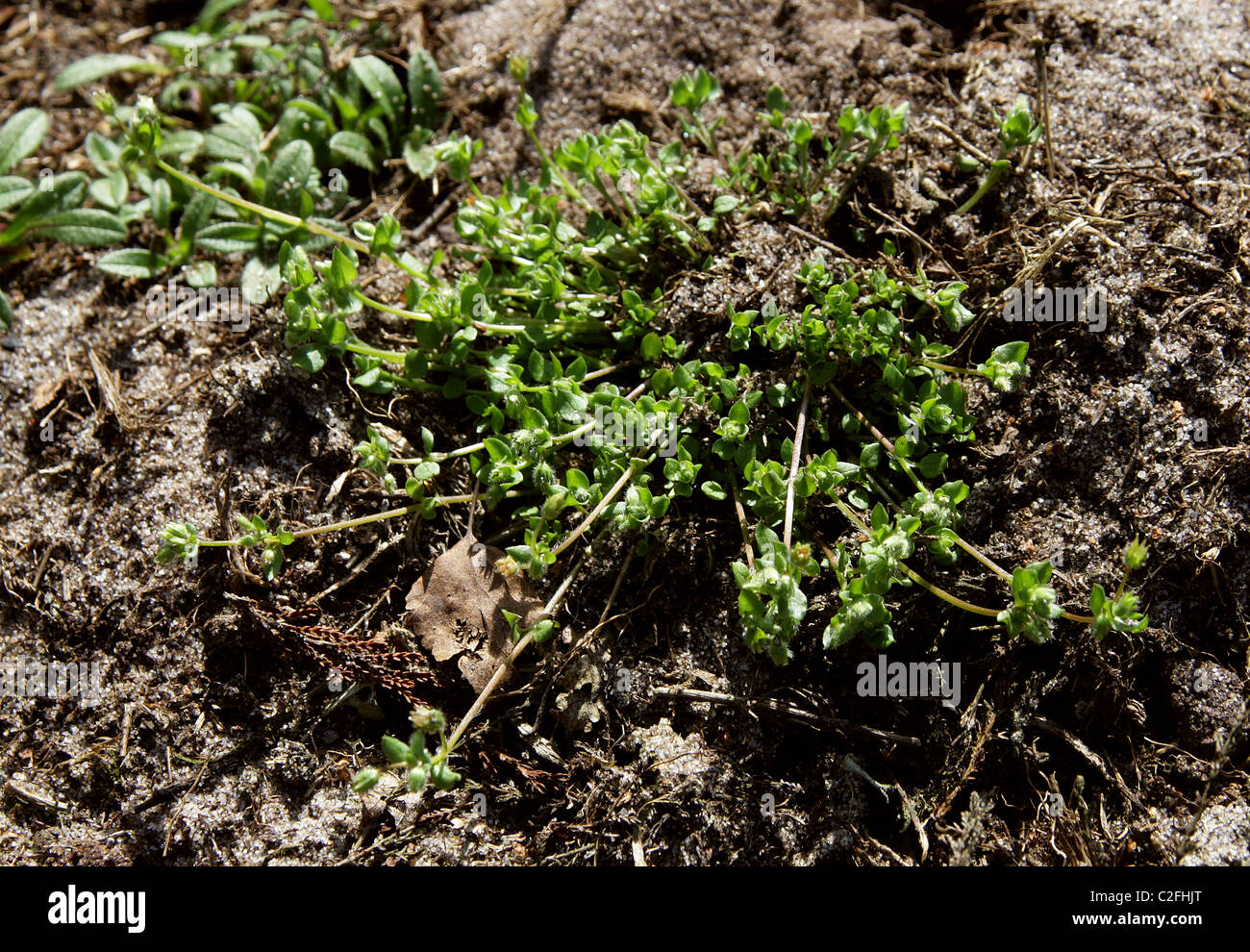 La sabline à feuilles, Arenaria serpyllifolia sabline, Caryophyllaceae. Banque D'Images