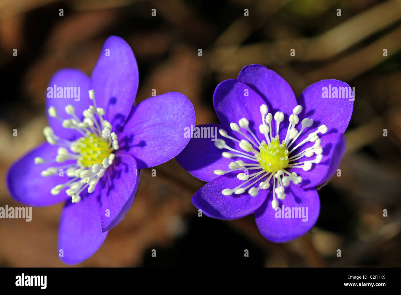 Fleurs bleu de Hepatica nobilis Banque D'Images