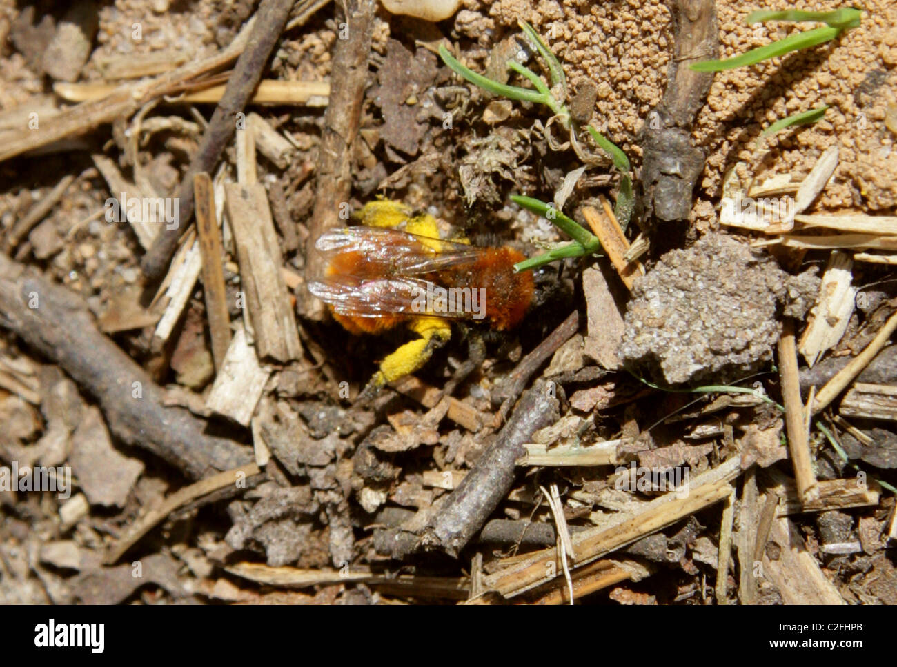 Tawny Mining Bee, Andrena fulva, Andreninae, Andrenidae, Apoidea, Apocrita, Hyménoptères. Des femmes. Banque D'Images