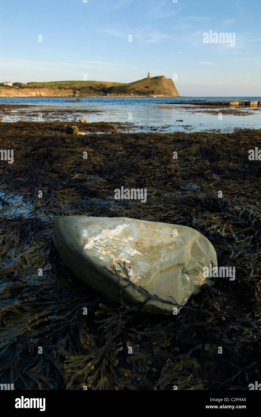 Un gros rocher situé au-dessus d'un lit d'algues à Kimmeridge Bay, Dorset. Tour Clavell est visible au loin. Banque D'Images