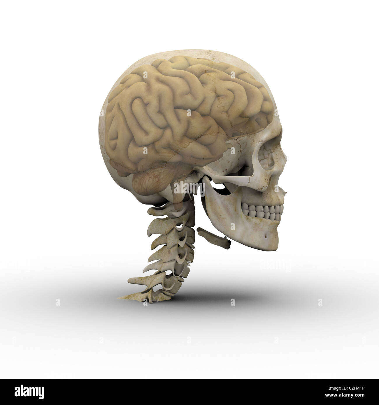 Homme crâne avec cerveau montrant à travers la transparence du crâne. Banque D'Images