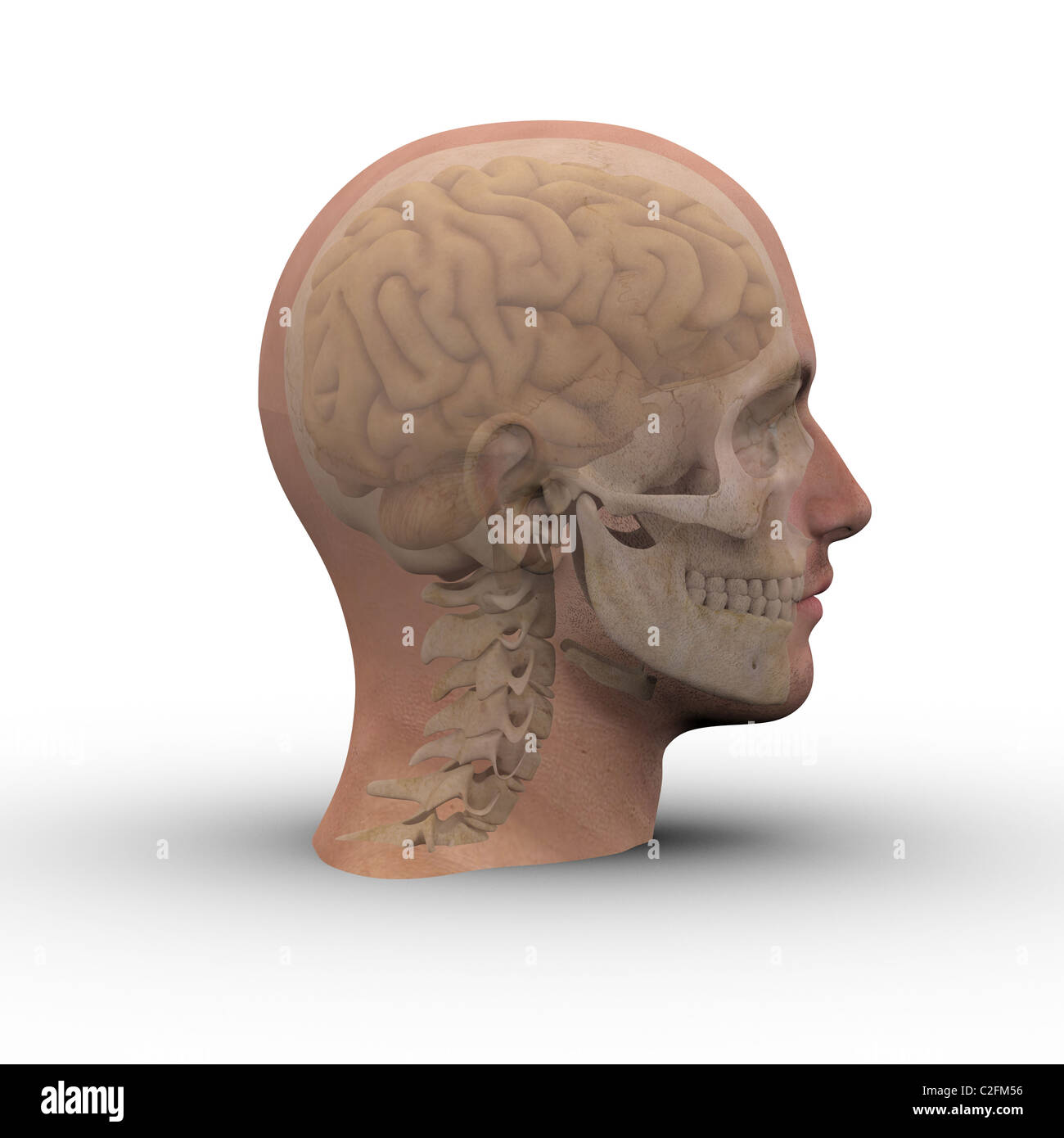 Tête d'homme avec crâne et cerveau montrant à travers la transparence de la peau. Banque D'Images