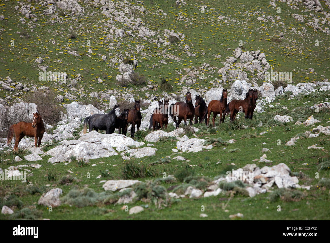 Les chevaux sauvages de montagne sur l'extérieur de Palerme Sicile Banque D'Images