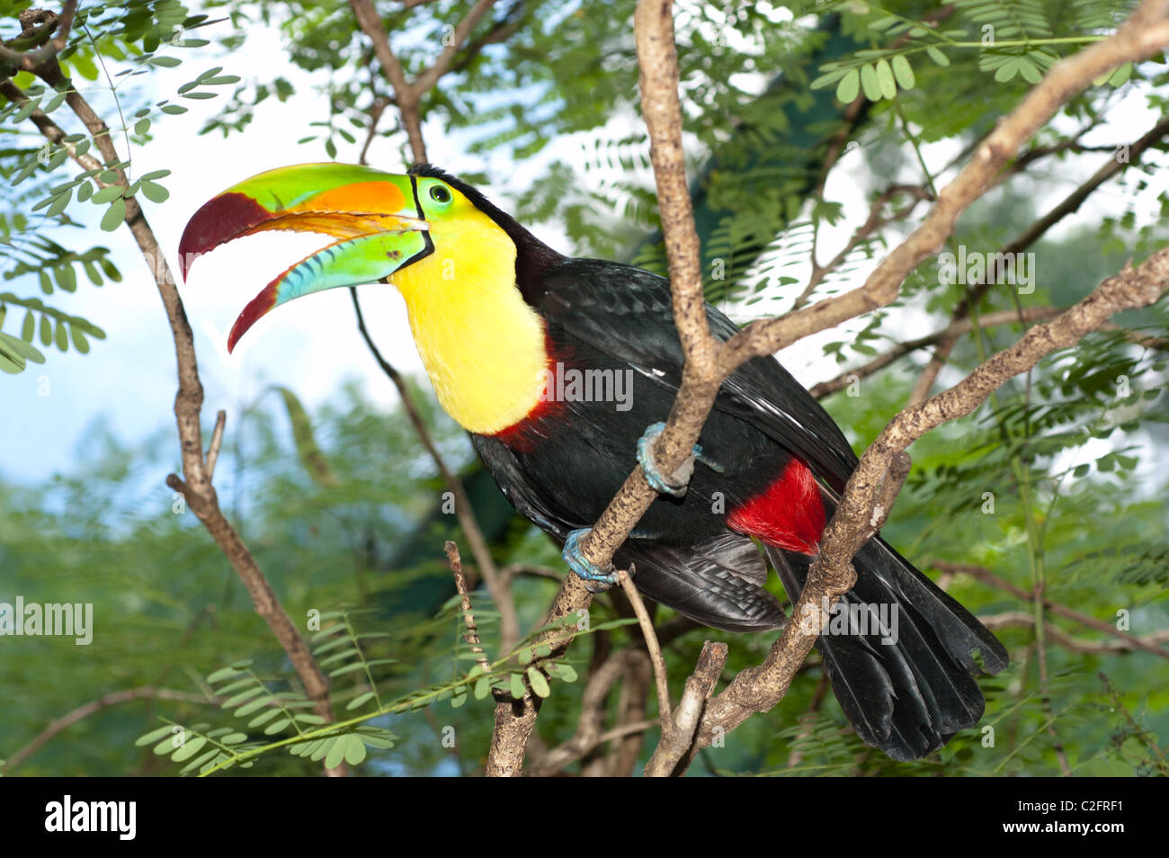 Un magnifique Toucan coloré se trouve perché dans un arbre de la forêt tropicale. Banque D'Images