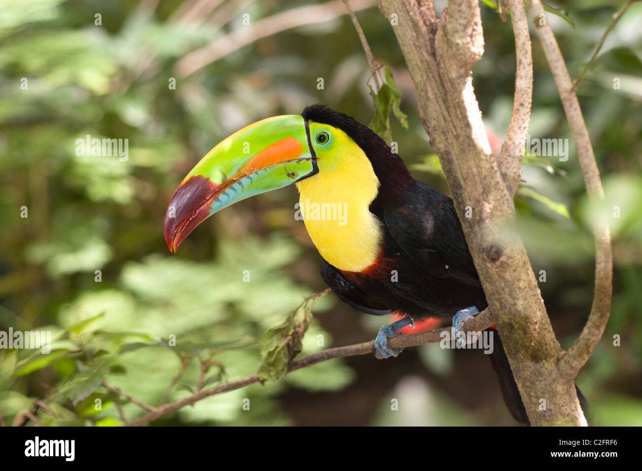 Un magnifique Toucan coloré se trouve perché dans un arbre de la forêt tropicale. Banque D'Images