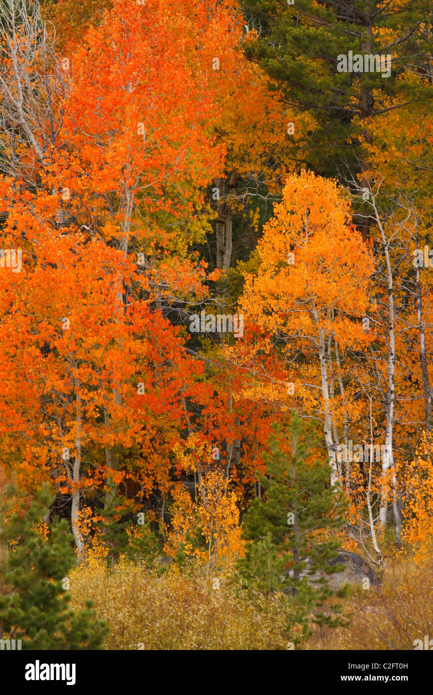 Les feuilles d'automne dans la vallée de l'espoir près du lac Tahoe, dans la Sierra Nevada de Californie Banque D'Images