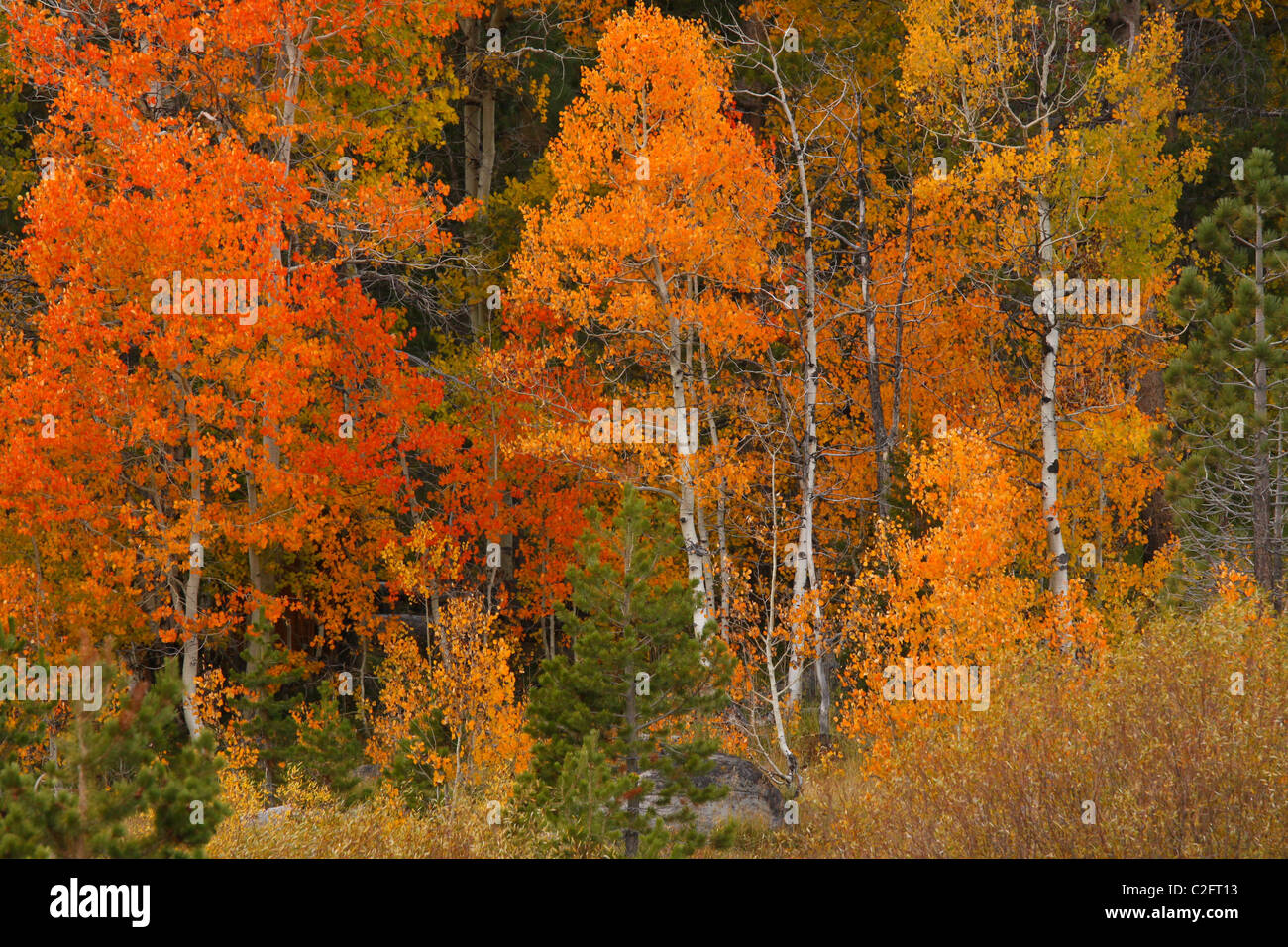 Les feuilles d'automne dans la vallée de l'espoir près du lac Tahoe, dans la Sierra Nevada de Californie Banque D'Images