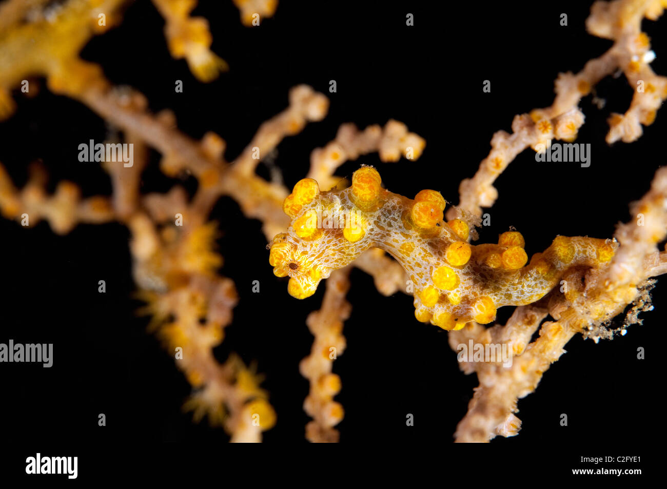 Hippocampes bargibanti Hippocampe pygmée, Sulawesi, Indonésie. Banque D'Images