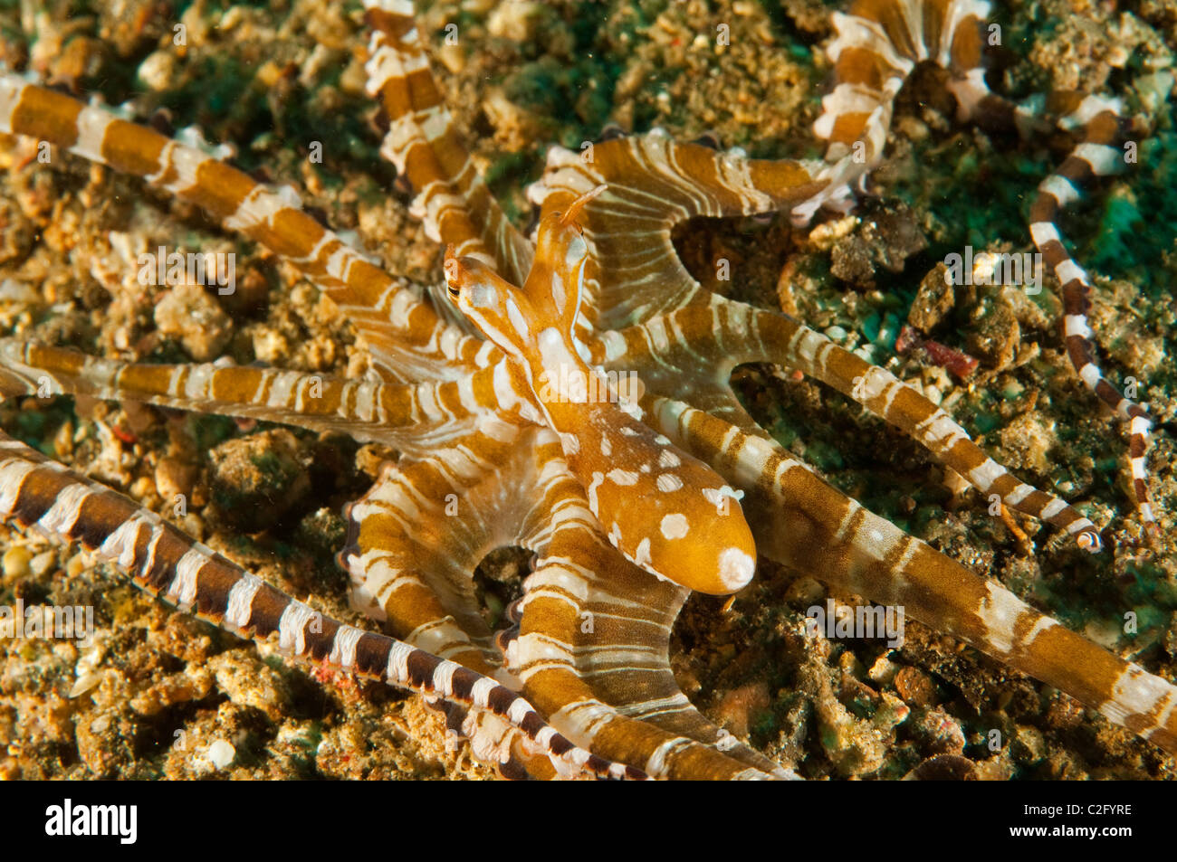 Poulpe Wonderpus Wunderpus photogenicus, Sulawesi, Indonésie. Banque D'Images