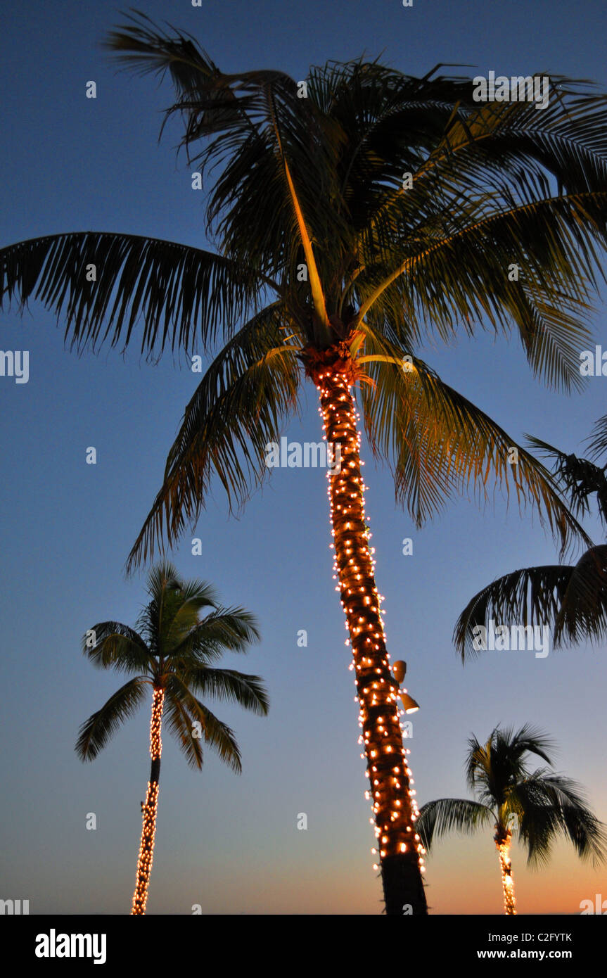 Palmiers illuminés par une nuit claire, Key West, FL Banque D'Images
