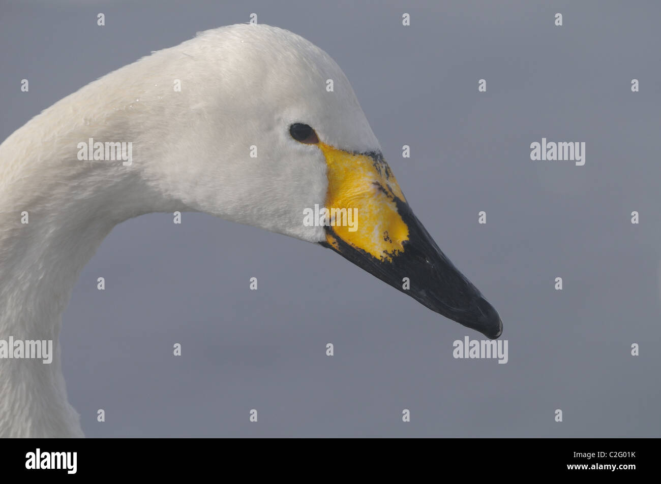 Les Cygnes chanteurs, mature et juvéniles (Cygnus cygnus) sur la glace et dans l'eau du lac volcanique, Mashu, Akan, Hokkaido, Japon Banque D'Images