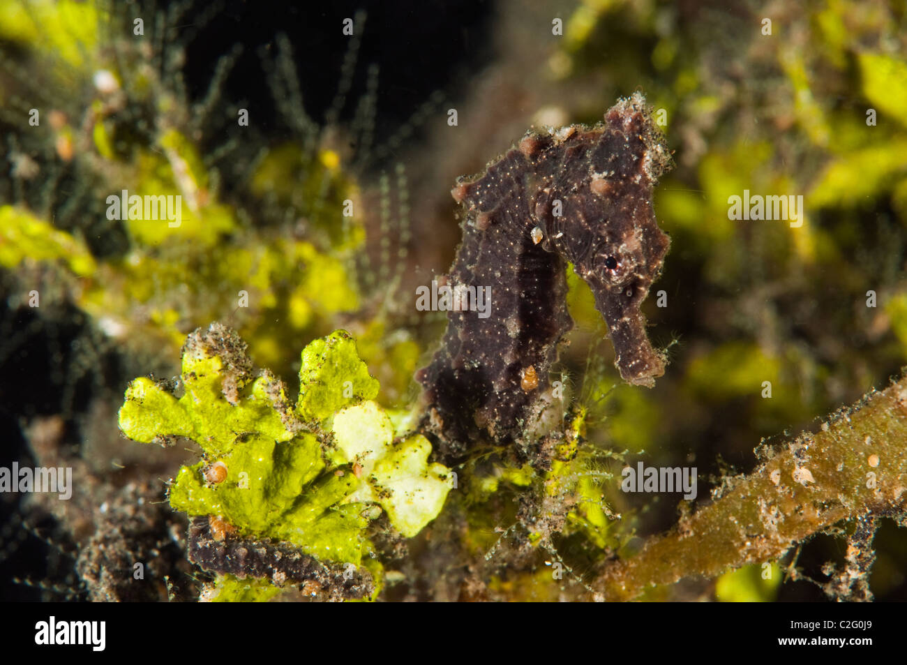 Hippocampes Hippocampus kuda, estuaire, Sulawesi en Indonésie. Banque D'Images
