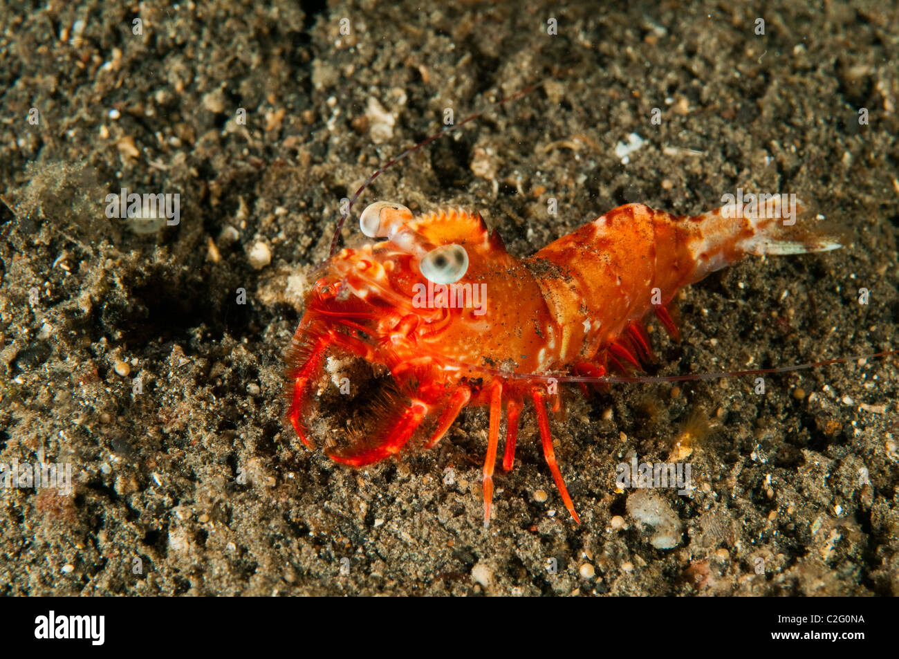 Crevette à bosse, Metapenaeopsis lamellata, Sulawesi en Indonésie. Banque D'Images