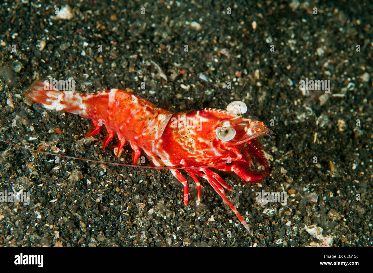 Crevette à bosse, Metapenaeopsis lamellata, Sulawesi en Indonésie. Banque D'Images