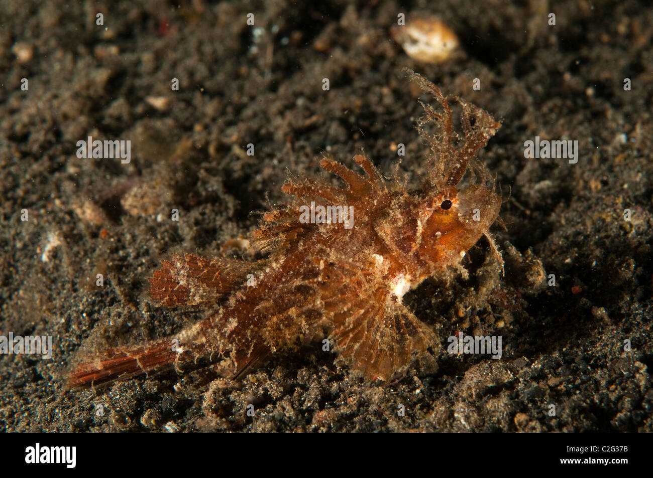 Ambon rascasses, Pteroidichthys amboinensis, Sulawesi en Indonésie. Banque D'Images