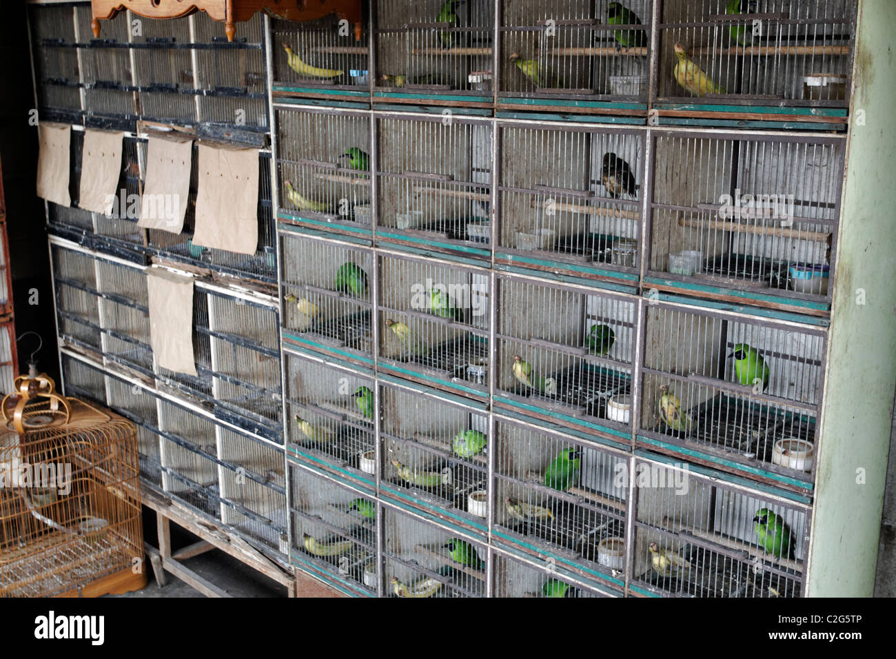 Marché aux oiseaux de Pramuka, Jakarta, Indonésie, Mars 2011 Banque D'Images