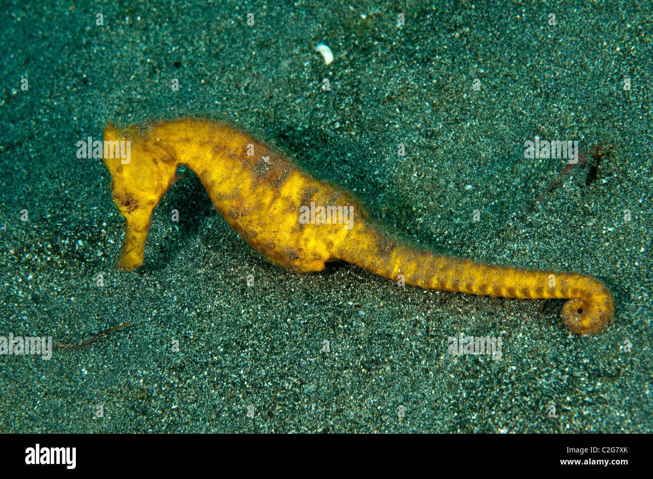 Hippocampes Hippocampus kuda, estuaire, Sulawesi en Indonésie. Banque D'Images