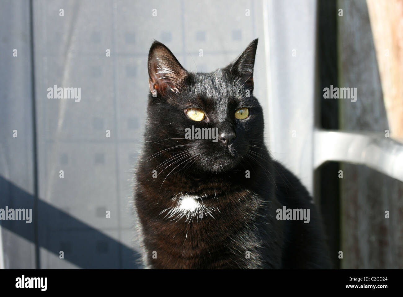 Un chat noir avec une petite tache blanche est assis sur une chaise au soleil Banque D'Images