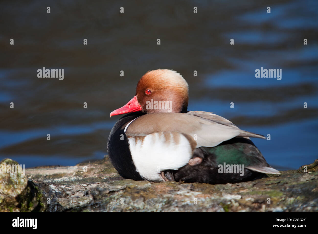 Un canard milouin au soleil. Banque D'Images