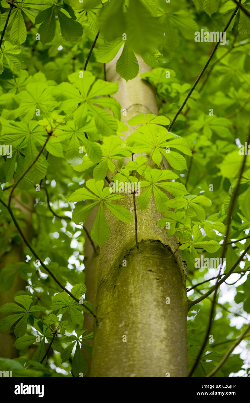 Image en gros plan d'un arbre Marronnier - Aesculus hippocastanum ou arbre de Conker, montrant le feuillage vert frais du printemps Banque D'Images