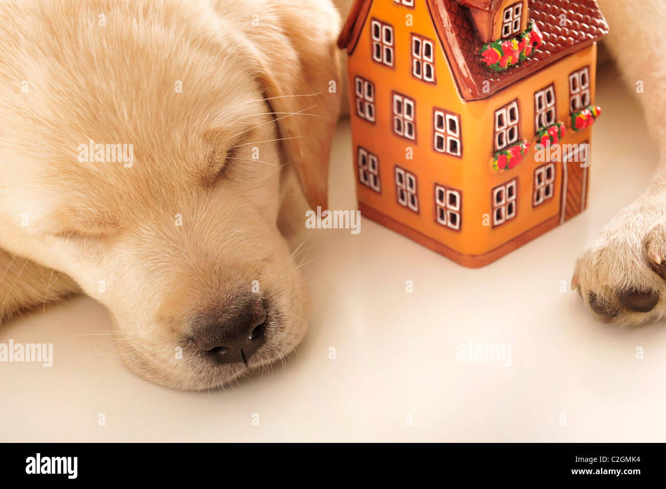 Portrait d'un adorable labrador, chiot portant sur le tableau blanc avec house. Safe home concept Banque D'Images