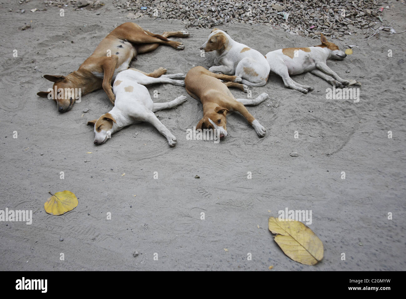 IND, Inde,20110310, meute de chiens Banque D'Images