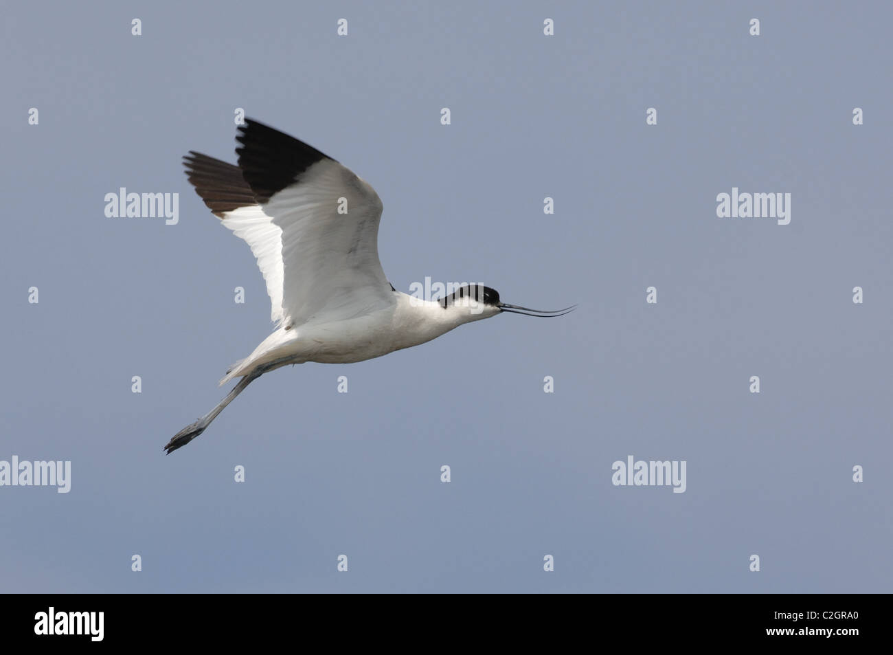 Oiseau Avocette d'Italie Banque D'Images