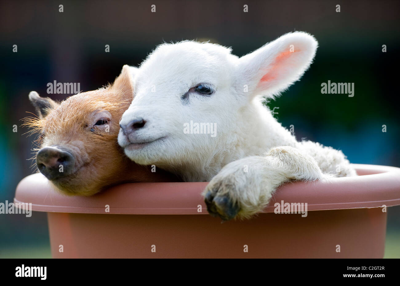 Un mignon porcelet nouveau-né et de l'agneau câlin dans une ferme, Devon, UK Banque D'Images