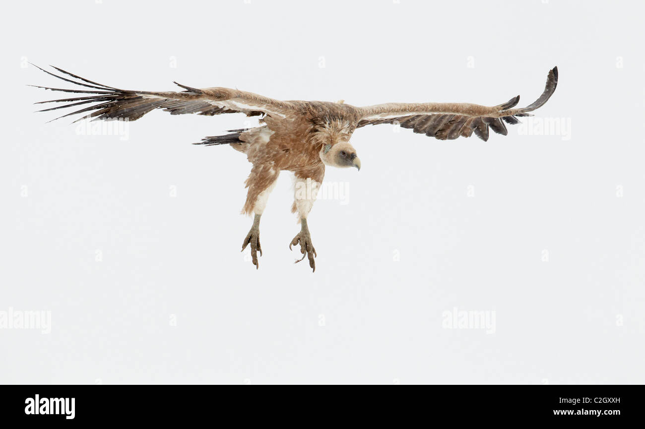 Le vautour fauve, le vautour fauve (Gyps fulvus), les adultes en vol, Pyrénées, Espagne. Banque D'Images Le vautour fauve, le vautour fauve (Gyps fulvus), les adultes en vol, Pyrénées, Espagne. Banque D'Images