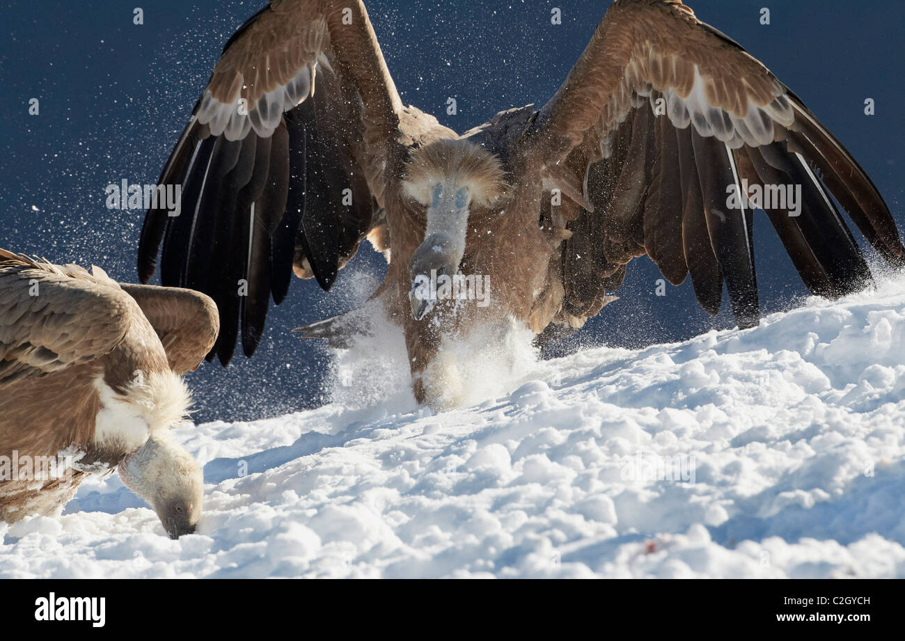 Le vautour fauve, le vautour fauve (Gyps fulvus), des profils l'atterrissage dans la neige, Pyrénées, Espagne. Banque D'Images Le vautour fauve, le vautour fauve (Gyps fulvus), des profils l'atterrissage dans la neige, Pyrénées, Espagne. Banque D'Images