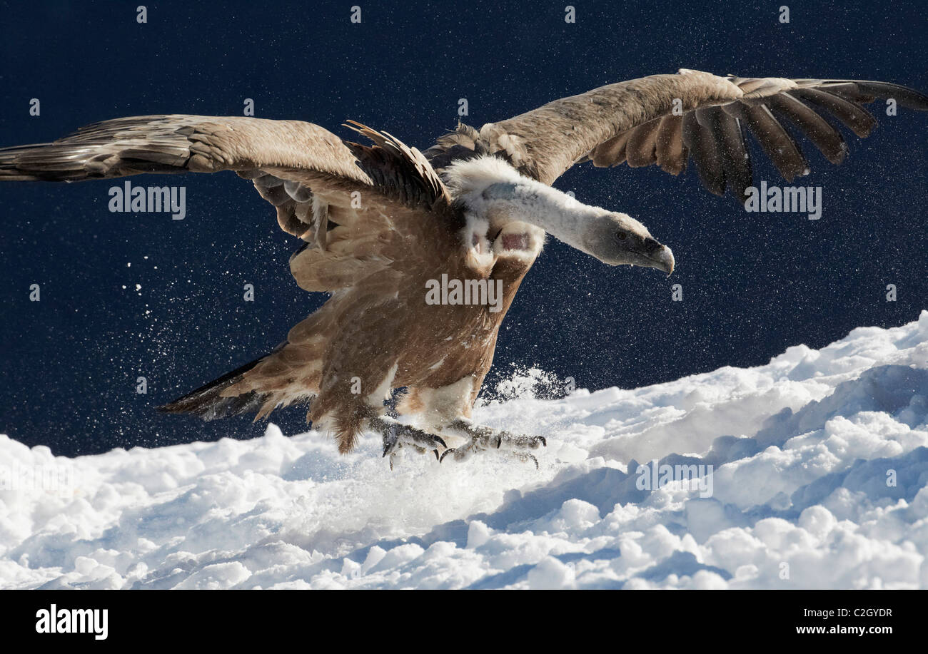 Le vautour fauve, le vautour fauve (Gyps fulvus), des profils l'atterrissage dans la neige, Pyrénées, Espagne. Banque D'Images Le vautour fauve, le vautour fauve (Gyps fulvus), des profils l'atterrissage dans la neige, Pyrénées, Espagne. Banque D'Images