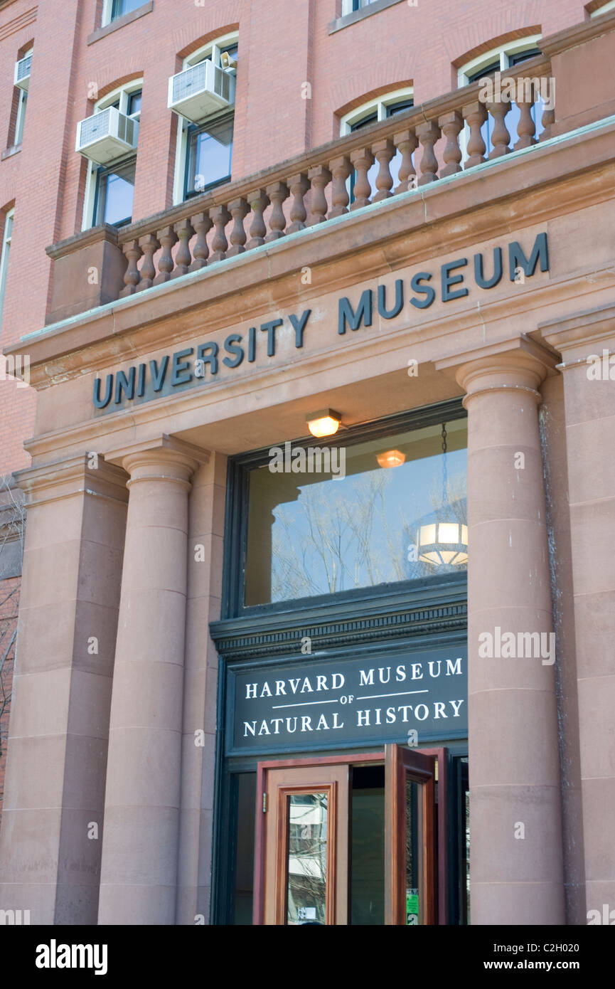 Le Musée d'histoire naturelle de Harvard Cambridge MA Banque D'Images