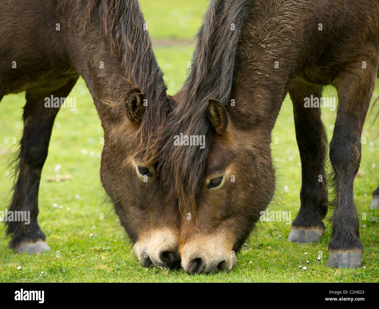 Poneys Exmoor jouer dans la Vallée des Roches, Lynton, Devon UK Banque D'Images