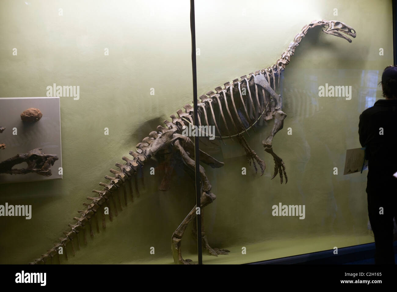 Exposition de fossiles au Musée d'histoire naturelle de Harvard Banque D'Images
