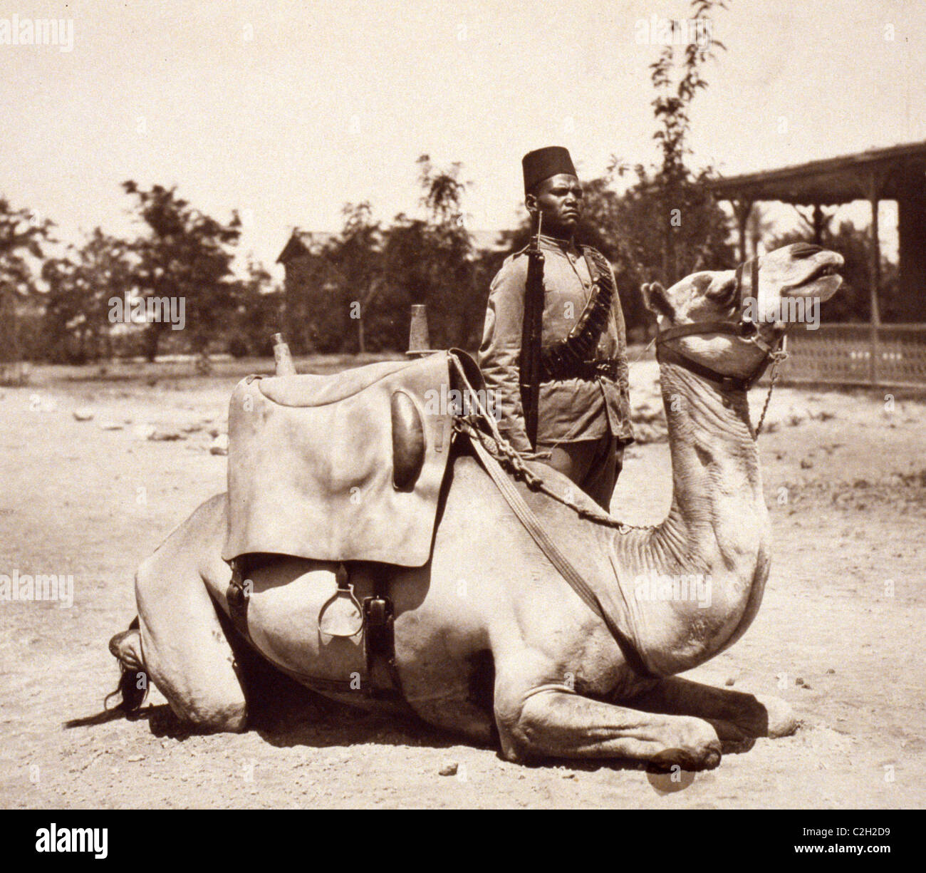 Le Soudan anglo-égyptien - camel soldat des forces indigènes de l'armée britannique Banque D'Images
