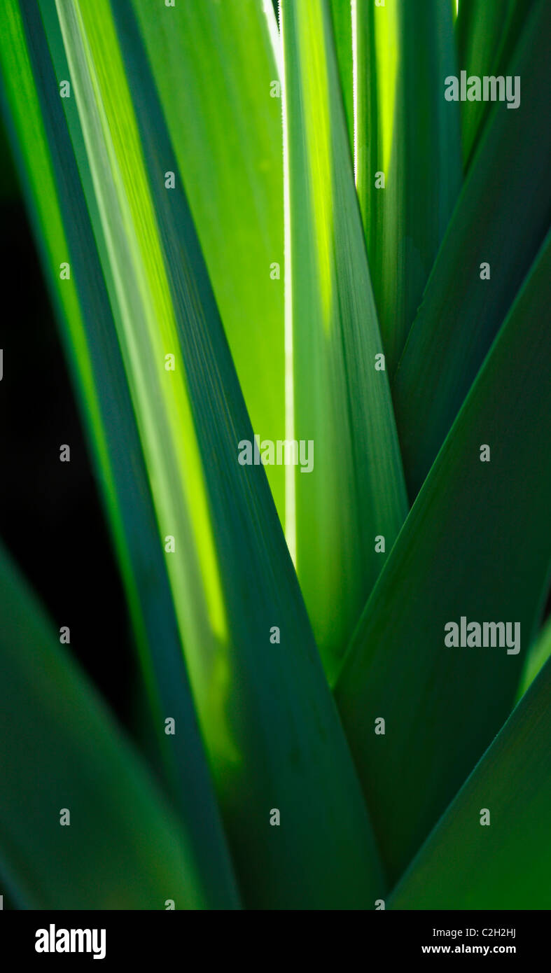 Les feuilles de poireaux avec lumière brillant à travers eux. Banque D'Images