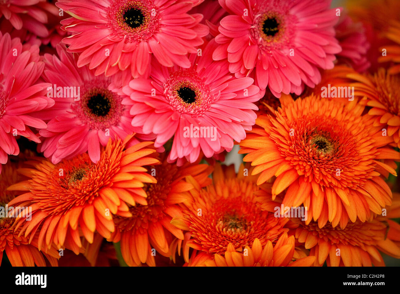 Bouquets de chrysanthèmes à vendre.Lisbonne Portugal Banque D'Images