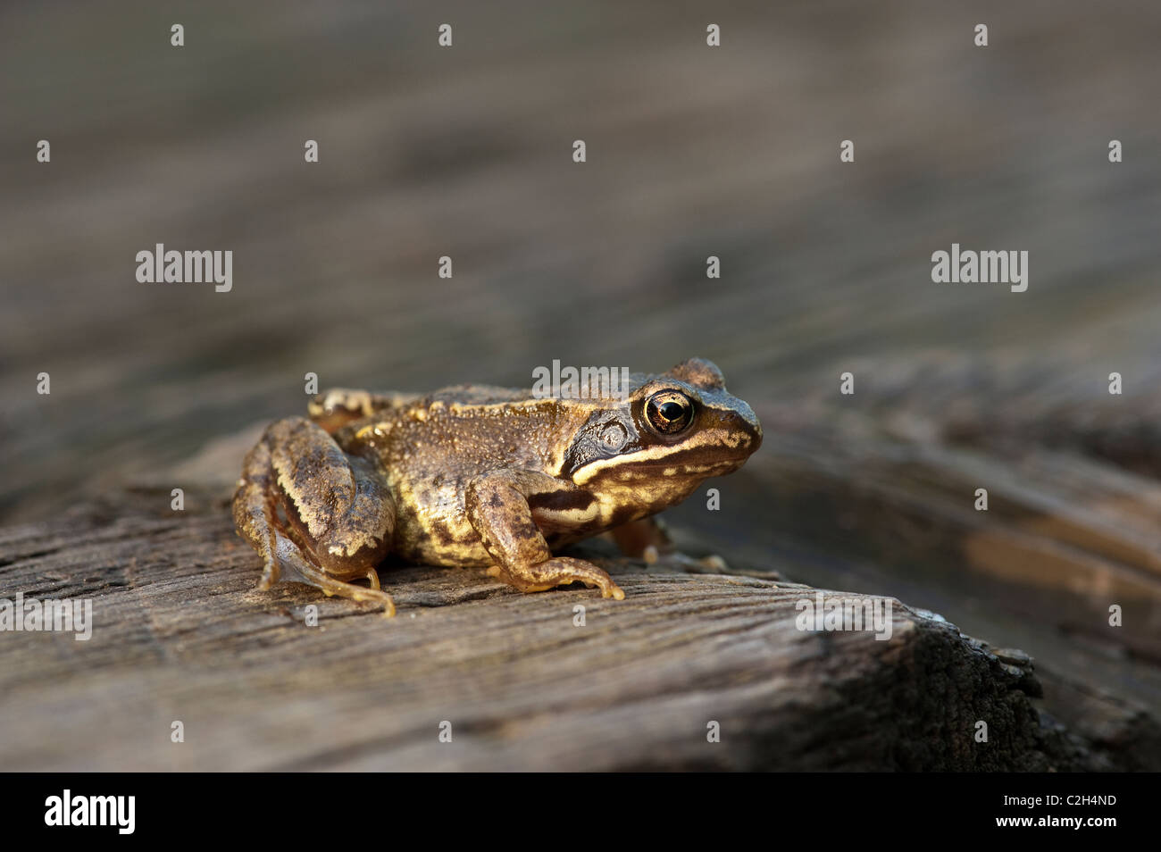 Grenouille Rousse (Rana temporaria) assis sur bois en. Banque D'Images