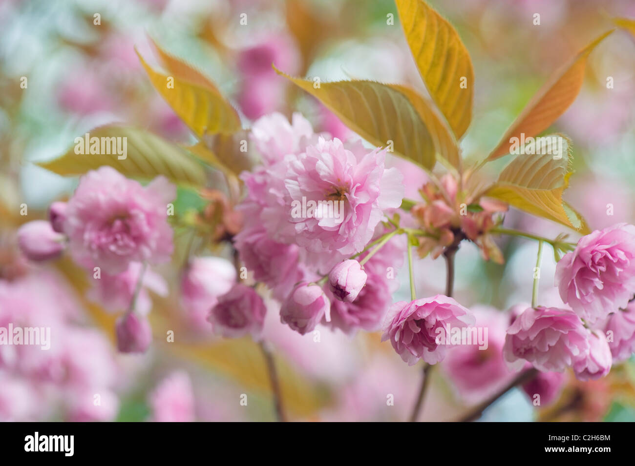 Printemps Fleur de cerisier - Prunus Kanzan Banque D'Images