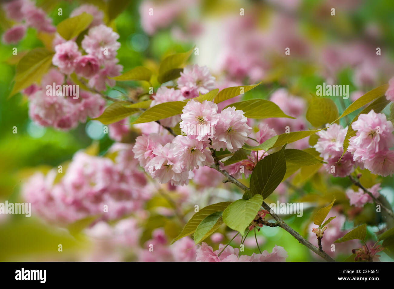 Printemps Fleur de cerisier - Prunus Kanzan Banque D'Images