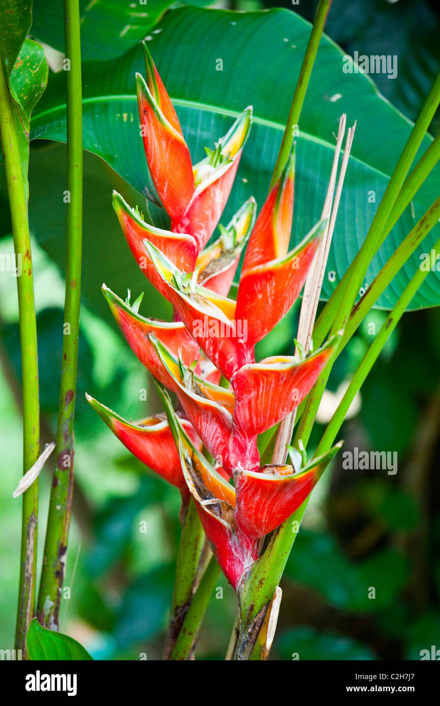 Red Heliconia Heliconia Pendula Banque De Photographies Et D images 