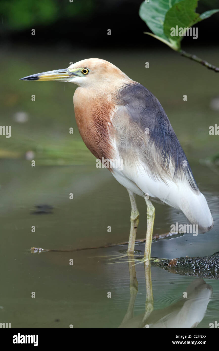 Javan pond-heron Ardeola speciosa, oiseau unique, par l'eau, l'Indonésie, Mars 2011 Banque D'Images