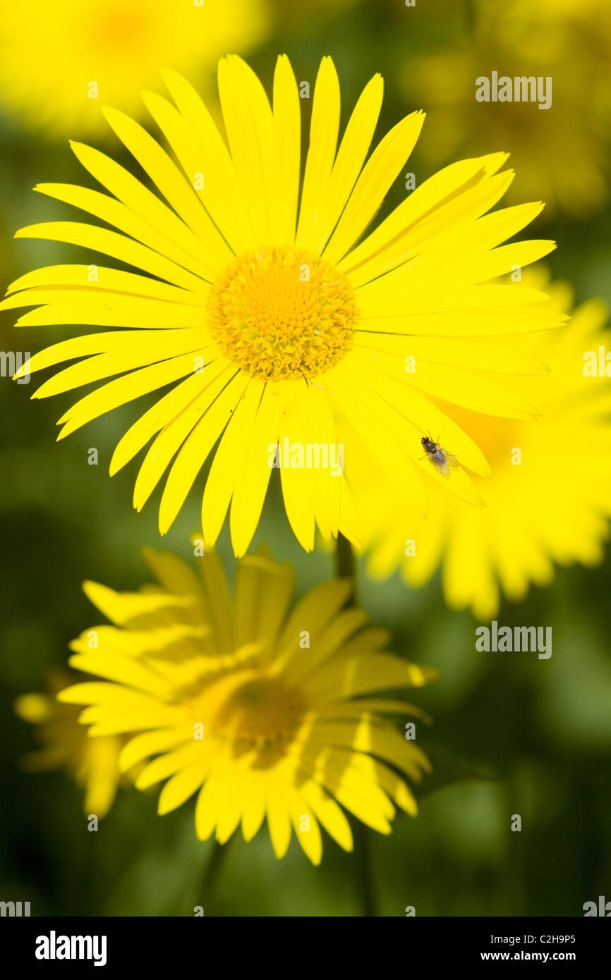 Leopard's Bane Maranta Caucasicum dans une prairie de fleurs sauvages en Angleterre Shallow DOF Banque D'Images