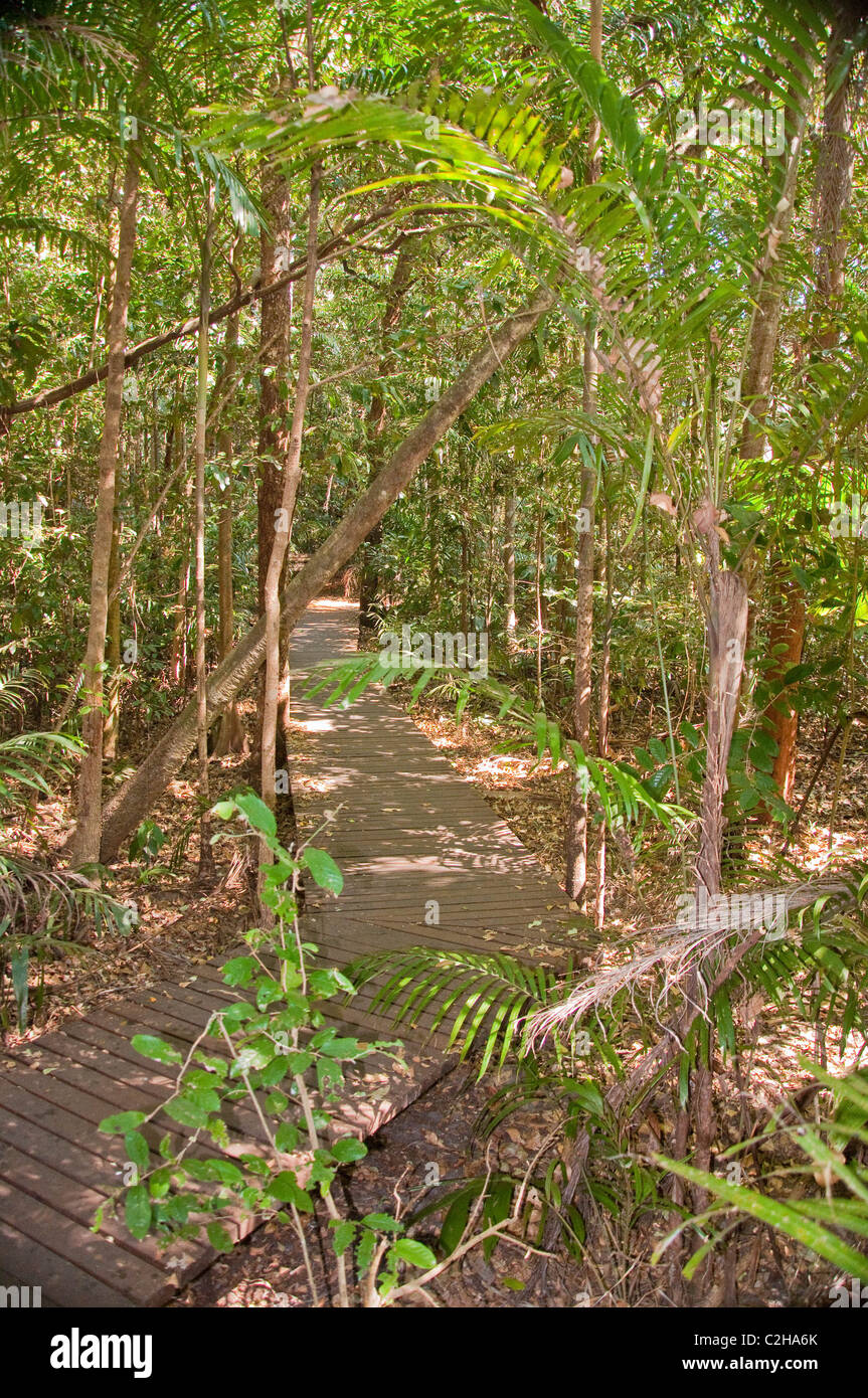 La forêt tropicale de l'Australie dans la zone, territoire du Nord, Australie Banque D'Images