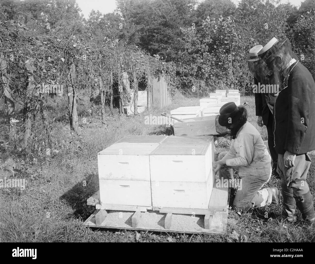 Stockage de l’abeille Banque D'Images