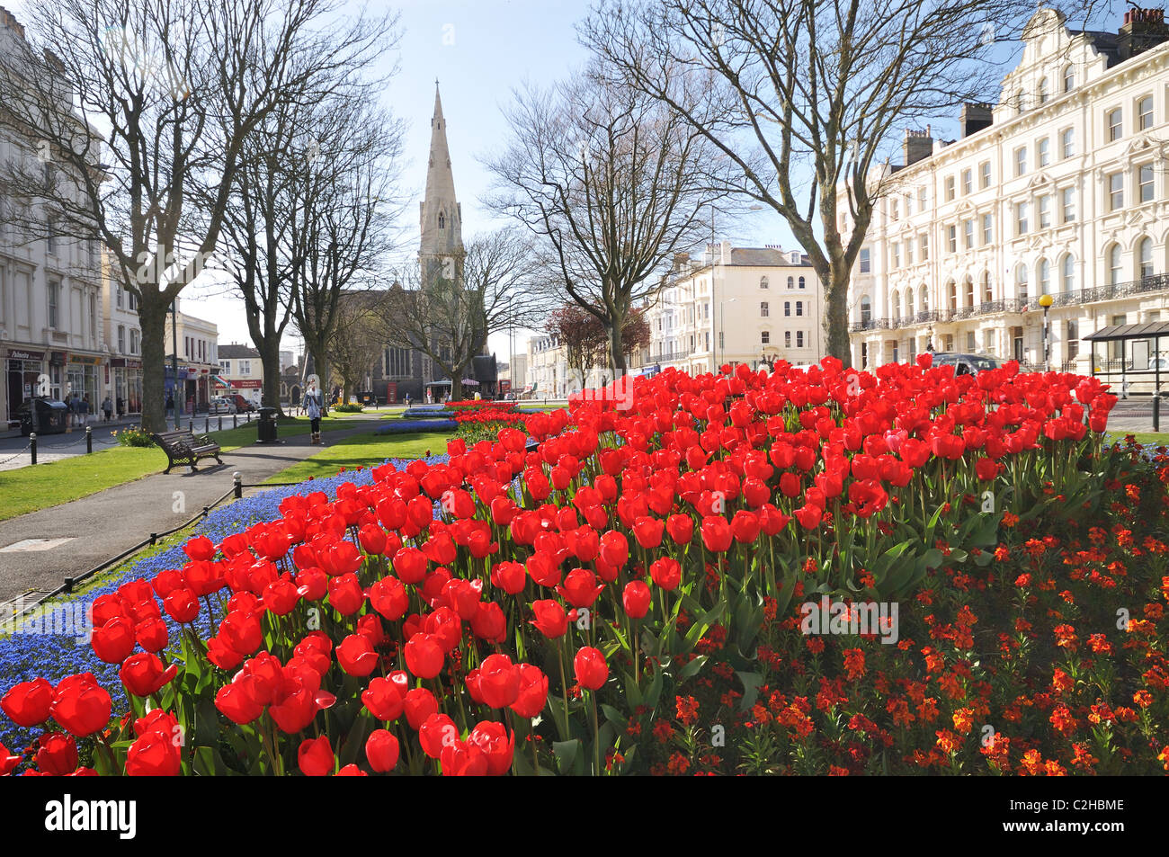 Belles tulipes rouge vif (nom latin tulipa), Palmeria Square, Brighton et Hove, East Sussex, England, UK Banque D'Images