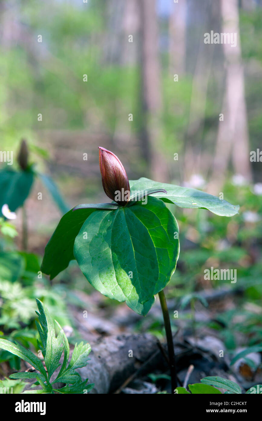 Trillium sessile, Toadshade crapaud fleur Service-robin sessiles Trillium Printemps Indiana USA Banque D'Images