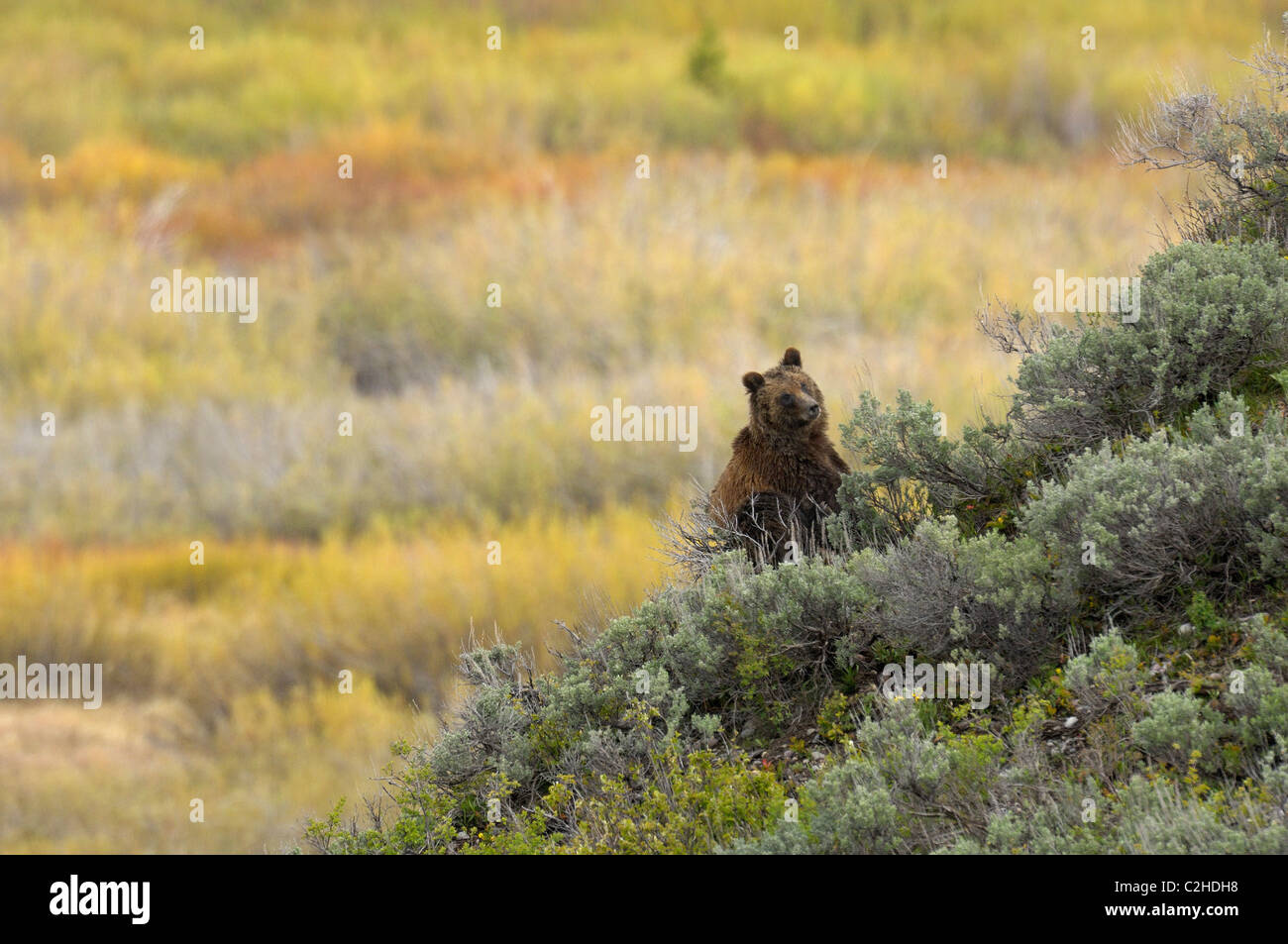 Paysage de l'ours grizzli Banque D'Images